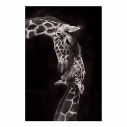 Giraffes with Sunglasses Funny Art Posters And Prints Black And White Animals Canvas Paintings on the Wall Art Pictures Cuadr ...