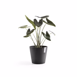 Ecopots Amsterdam, Anthracite, Plastic, 30 cm, 263 mm, 1.55 kg, 1 pc(s)
