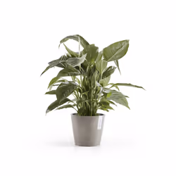 Ecopots Amsterdam, Grey, Plastic, 20 cm, 175 mm, 700 g, 1 pc(s)