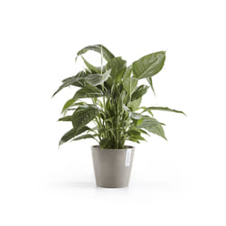 Ecopots Amsterdam Grey Plastic 1 pc(s)