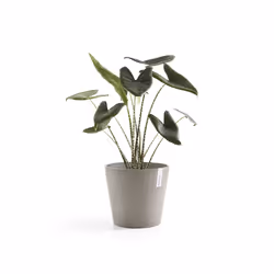 Ecopots Amsterdam, Grey, Plastic, 30 cm, 263 mm, 1.55 kg, 1 pc(s)