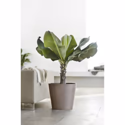 Ecopots Amsterdam Grey Plastic 1 pc(s)