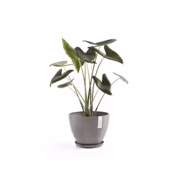 Ecopots Saucer Round Plant caddy