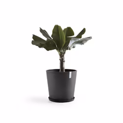 Ecopots Saucer Round Plant caddy