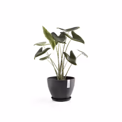 Ecopots Saucer Round Plant caddy