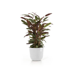 Ecopots Oslo White Plastic 1 pc(s)
