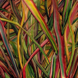 ImportCDs Where Wildness Grows CD Pop rock