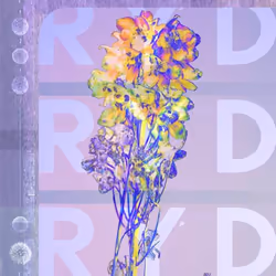 ImportCDs Ryd, Pop rock, CD, Physical media, Adult, 1 discs, 17/01/2019