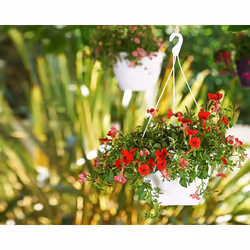 Artevasi Algarve Hanging Basket Anthracite 5 pc(s) - Additional view 8