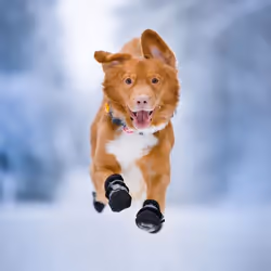 Orbiloc Dog Dual Yellow Plastic Collar battery - Additional view 4