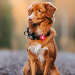 Orbiloc Dog Dual Red Plastic Collar battery - Additional view 6