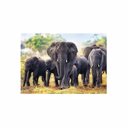 Trefl African elephants, 1000 pc(s), 12 yr(s)