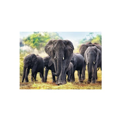 Trefl African elephants