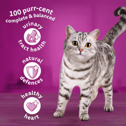 1+ Lamb Pack of 4 x 1.9 kg, Adult Cat Dry Food