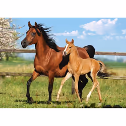 Castorland Mare and foal 260 pcs Jigsaw puzzle 260 pc(s) Fauna