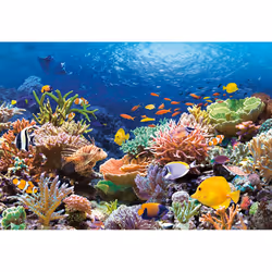 Castorland Coral Reef Fishes 1000 pcs Jigsaw puzzle 1000 pc(s) Flora & fauna