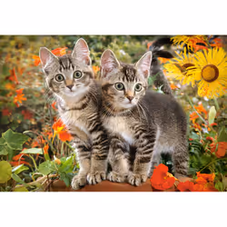 Castorland Kitten Buddies 1500 pcs Jigsaw puzzle 1500 pc(s) Animals