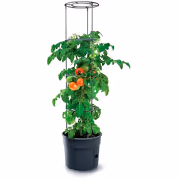 Prosperplast Grower Tomato Planter Plastic Anthracite (L) x 39.2 (W) x 31.5-153 (H) cm, Grande