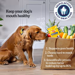 DentaStix - Daily Dental chews for medium Dogs (10-25 kg) , 28 Pedigree Dentastix sticks (Pack of 4)
