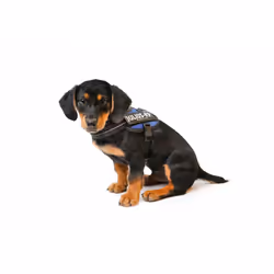 Julius-K9 16IDC-B-M IDC Powerharness, Dog Harness, Size Mini, Blue - Additional view 5
