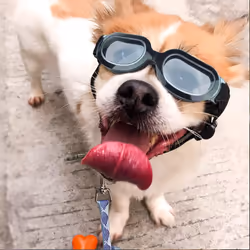 Enjoying Small Dog Sunglasses Dog Goggles for UV Protection Snow-Proof Windproof Goggles with Flexible Straps-Black