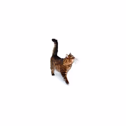 Applaws 100% Natural WetÂ Cat Food, Chicken Breast in Broth 70 gÂ Tin, 24 x 70 g Tins