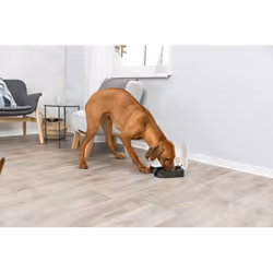 Automatic Meal Pet Feeder Dog Cat Food Dispenser Timer Dish Feed