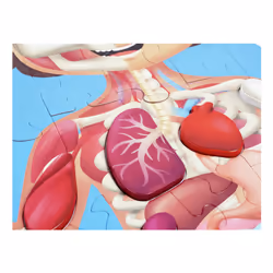 Hape Human Body Jigsaw puzzle 60 pc(s) Science - Additional view 6