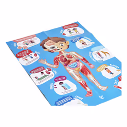 Hape Human Body Jigsaw puzzle 60 pc(s) Science - Additional view 7