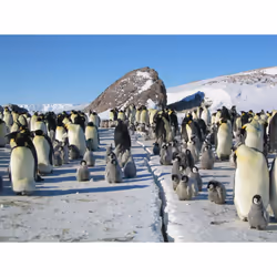Warner Home Video March of the Penguins DVD English