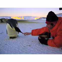 Warner Home Video March of the Penguins DVD English