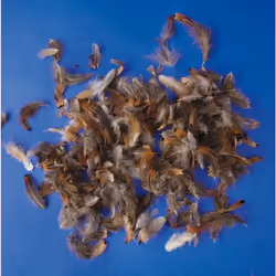 PBX2470225 - * Playbox - Turkey feathers (n ature) - 10 g - big