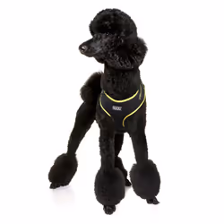 DOG HARNESS - NEON BOLT SMALL