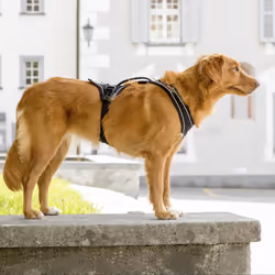 Curli Magnetic Belka Comfort Harness M Black Dog Vest harness