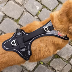 Curli Magnetic Belka Comfort Harness M Black Dog Vest harness