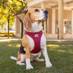 Curli Air-Mesh 3XS Red Polyester Dog Vest
