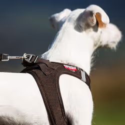 Curli Air-Mesh M Purple Polyester Dog Vest - Additional view 4
