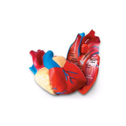Learning Resources Soft Foam Cross-Section Human Heart Model