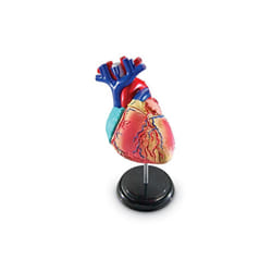 Learning Resources Anatomy Model - Heart