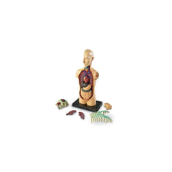 Learning Resources Anatomy Model - Human Body