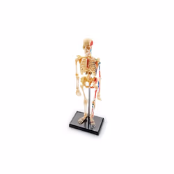 Learning Resources LER3337 Model Skeleton