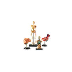 Learning Resources LER3338 Model Anatomy Bundle Set Of 132