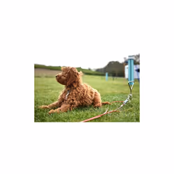 Rosewood Yard Accessories Stake-Out Spike