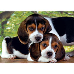 Clementoni High Quality Collection Close Together Jigsaw puzzle 500 pc(s) Animals