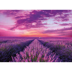 Clementoni Lavender Field Jigsaw puzzle 1000 pc(s) Fauna