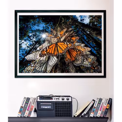 Clementoni Butterflies Jigsaw puzzle 1000 pc(s) Animals