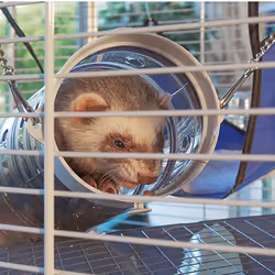 Ferplast Furet Power Ferret Beige - Additional view 4