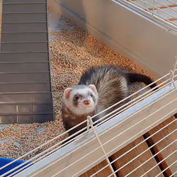 Ferplast Furet Power Ferret Beige - Additional view 8