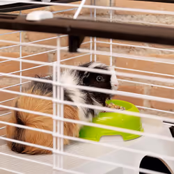 Ferplast Casita 80 Guinea pig Black, White