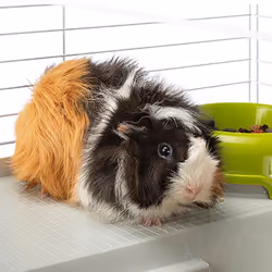 Ferplast Casita 80 Guinea pig Black, White - Additional view 4